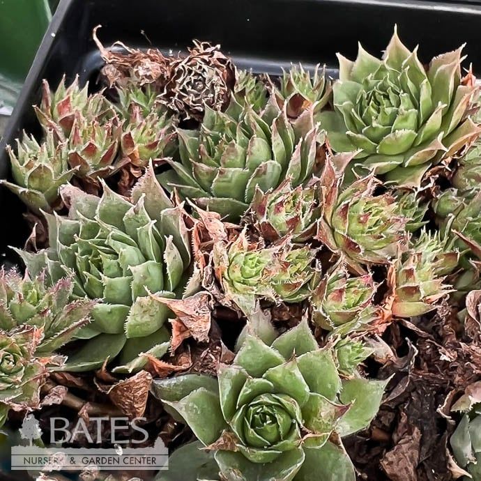 QP Sempervivum Kalinda/ Hens and Chicks