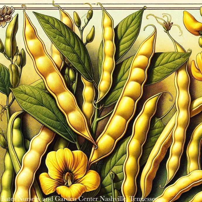 Seed Bean Cherokee Wax