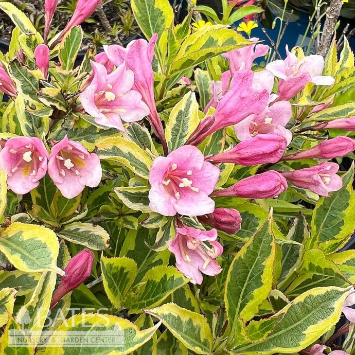 #2 Weigela flor Rainbow Sensation/ Variegated