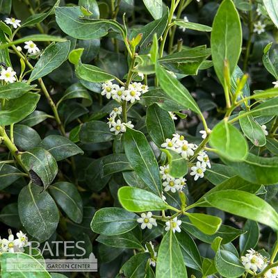 2 Ilex glabra Nordic/ Inkberry Holly (female) Native (R)