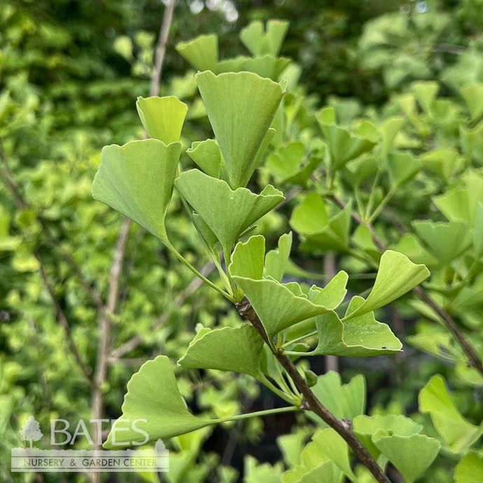 #30 Ginkgo bil Gold Spire/ Columnar Maidenhair Tree (Male)