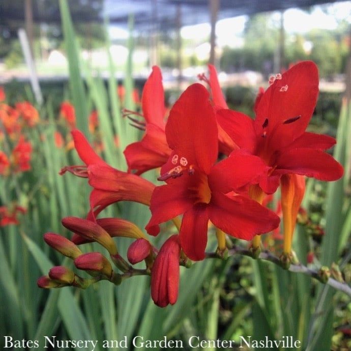#1 Crocosmia Lucifer/Red Montbretia