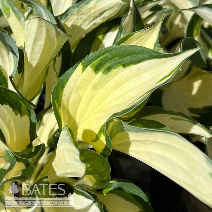 #1 Hosta Fire and Ice / Variegated