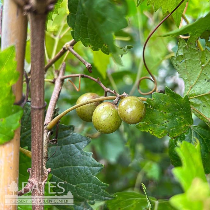 Edible #2 Vitis rotund Cowart/ Black Muscadine Grape Native (TN)