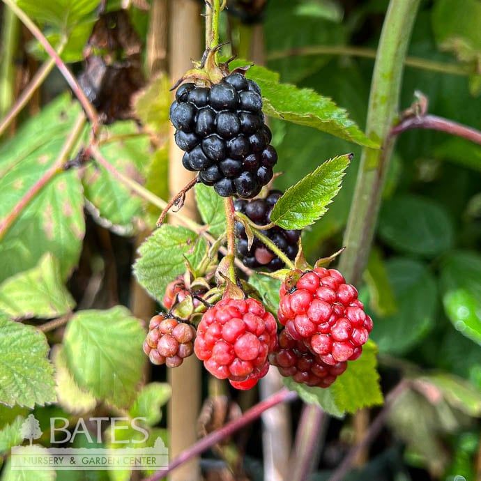 Edible #1 Rubus subg Black Satin/ Thornless Blackberry