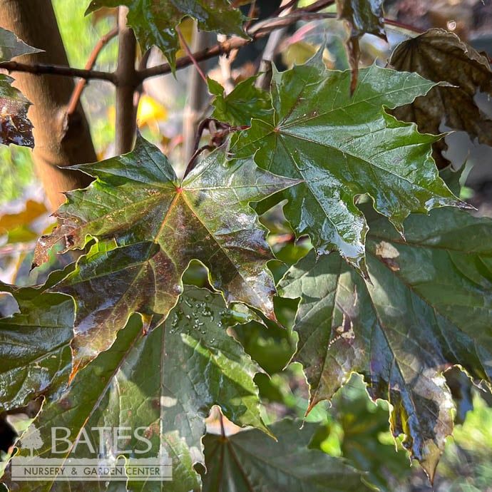 #15 Acer plat Crimson Sentry/ Norway Maple
