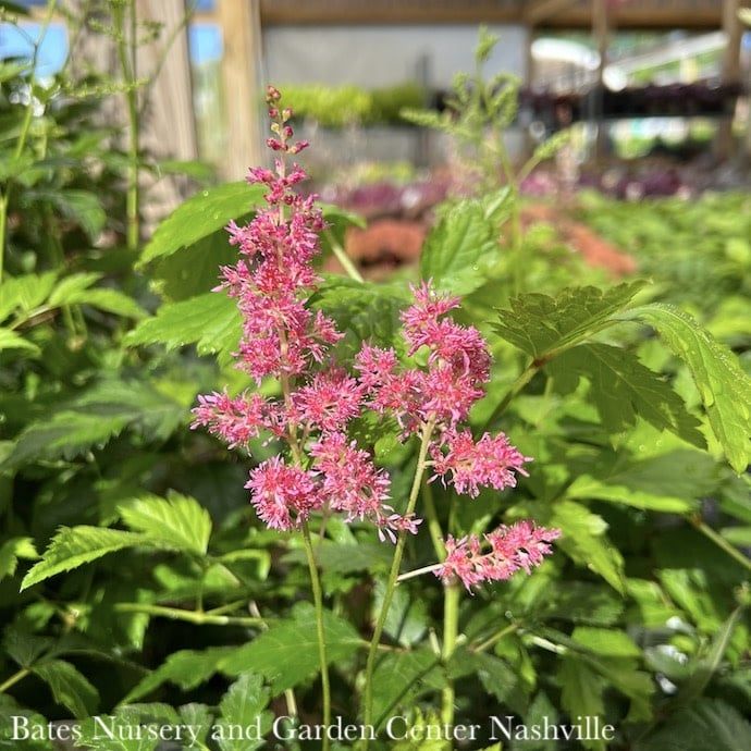 #1 Astilbe x arendsii Rheinland/ Pink