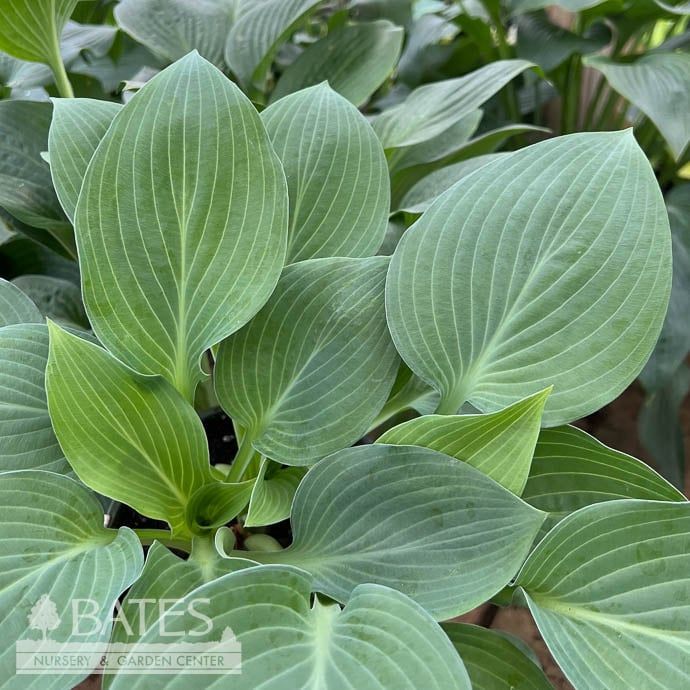 #1 Hosta T Rex/ Giant