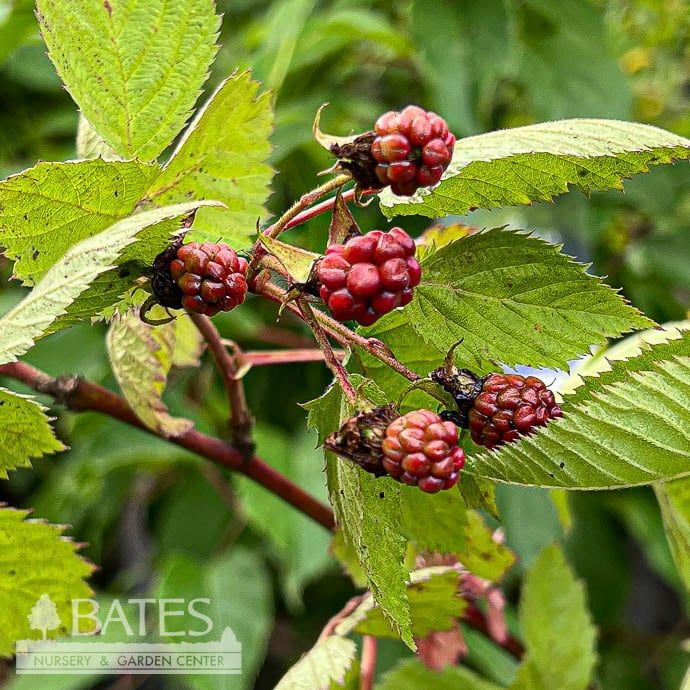 Edible #2 Rubus x Apache/ Thornless Blackberry