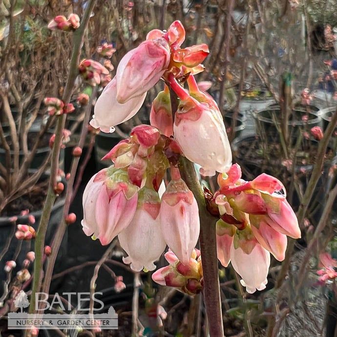 Edible #1 Vaccinium ashei Becky Blue/ Rabbiteye Blueberry Native (TN)