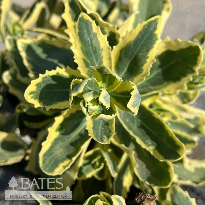 #1 Sedum telephium Autumn Charm/ Stonecrop