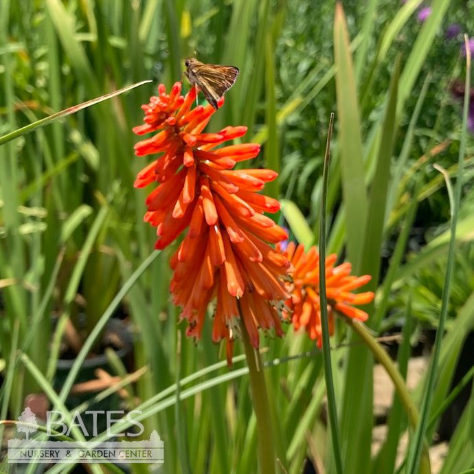#1 Kniphofia x Joker&#39;s Wild/ Red Hot Poker