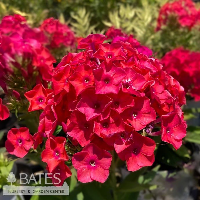 #1 Phlox pan PW Luminary 'Sunset Coral'/Upright Native (TN)