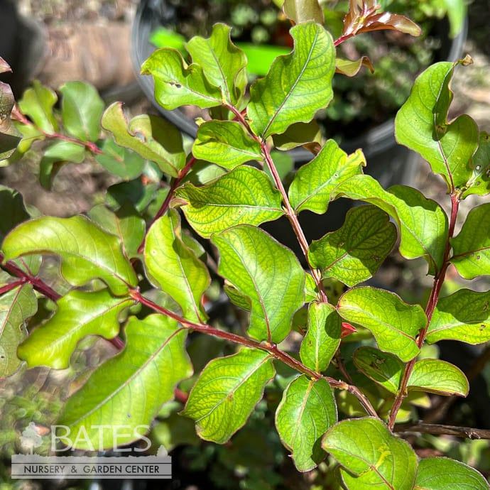 #3 Lagerstroemia Centennial/ Purple DWARF Crape Myrtle