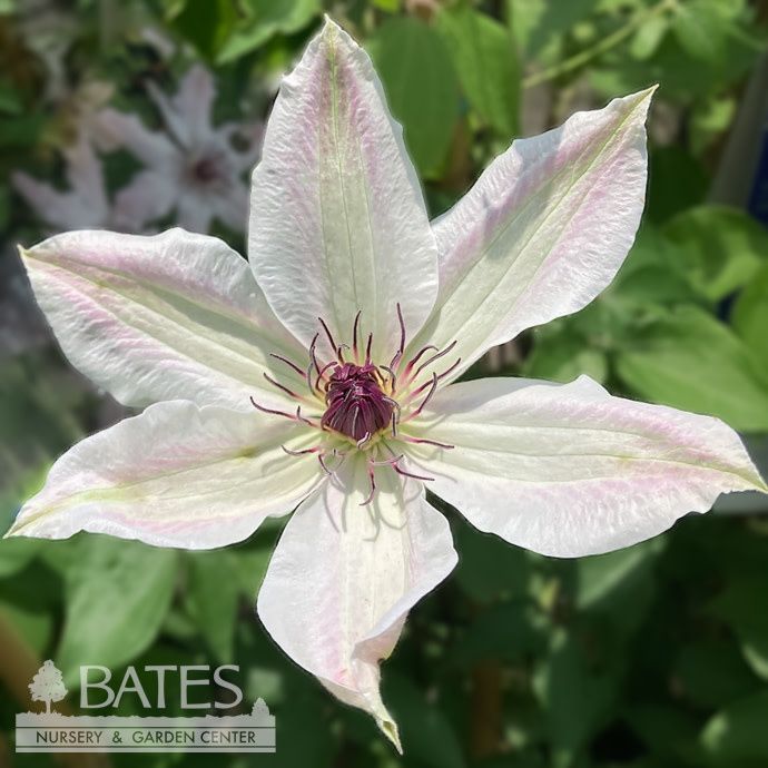 #1 Clematis x Vancouver &#39;Fragrant Star&#39;/ White