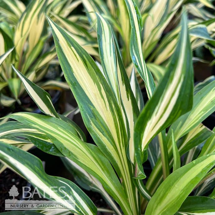 #1 Hosta x Cherry Berry