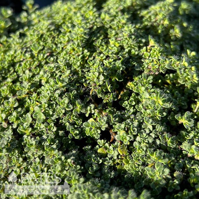 4P Thymus ser Elfin/ Creeping Thyme