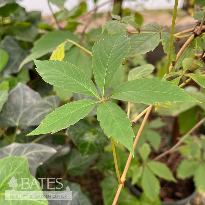 #2 Parthenocissus quinquefolia/ Virginia Creeper Native (TN)