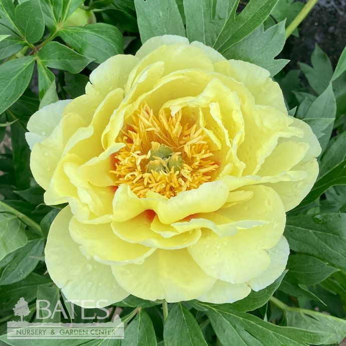 #5 Paeonia Bartzella/ Double Yellow Itoh Peony
