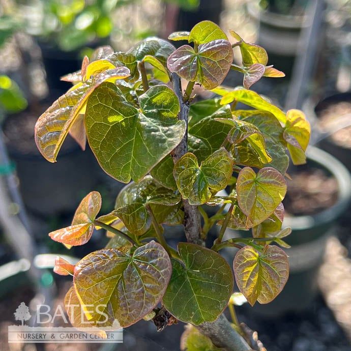 #5 Cercis can Little Woody/ Dwarf Redbud Native (TN)