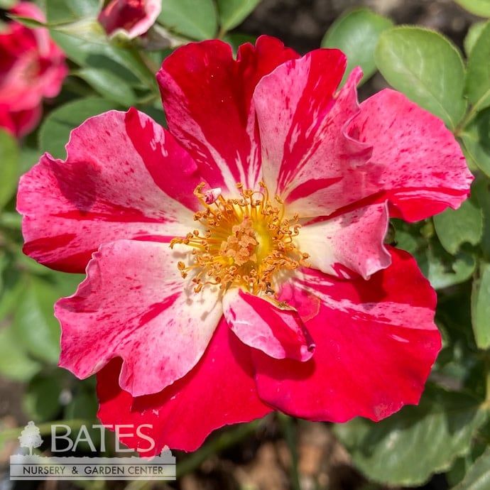 #3 Rosa Fourth of July/ Red with White Stripe Climbing Rose - No Warranty