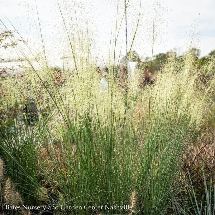#3 Grass Muhlenbergia cap White Cloud/ White Muhly Native (TN)