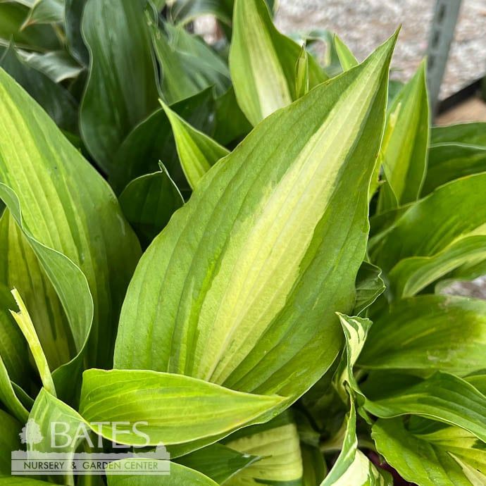 #1 Hosta Whirlwind/ Green, White