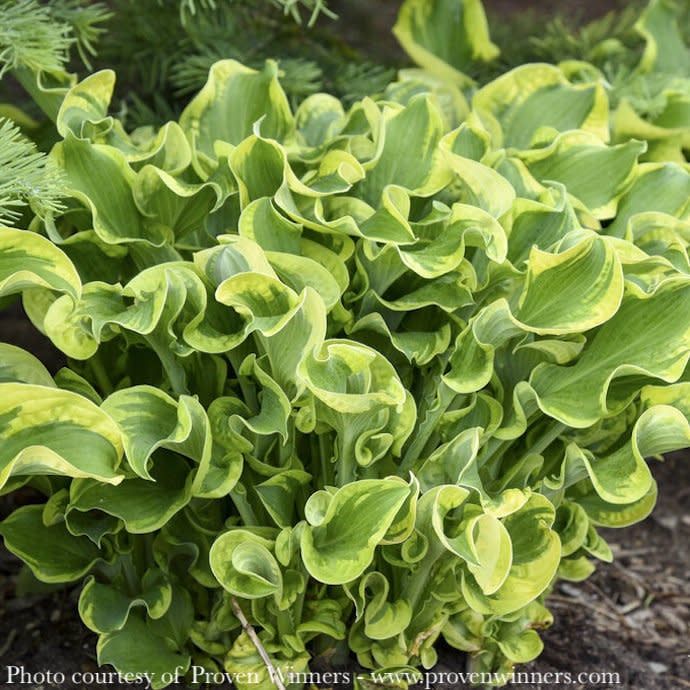 #1 Hosta x PW Shadowland Wheee!/ Variegated