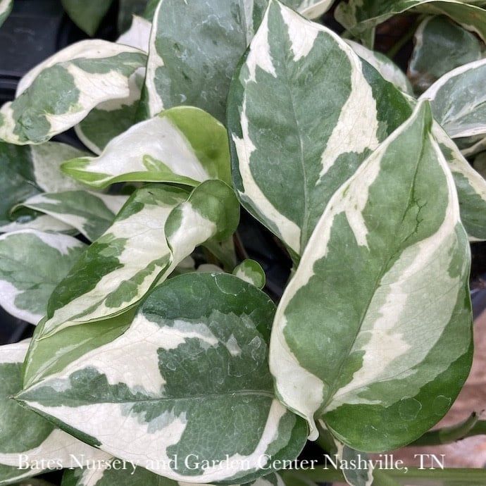 6p! Pothos Pearl &amp; Jade /Devil&#39;s Ivy /Tropical