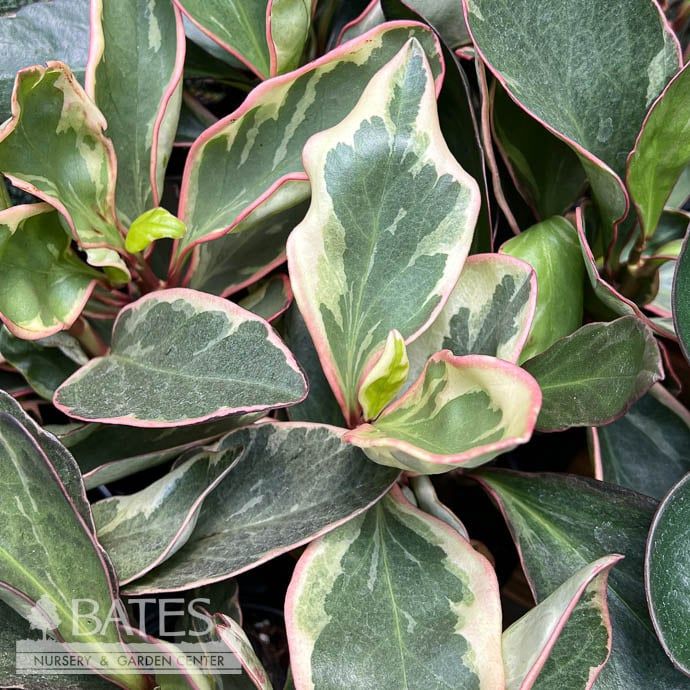 4p! Peperomia Tri Color /Tropical