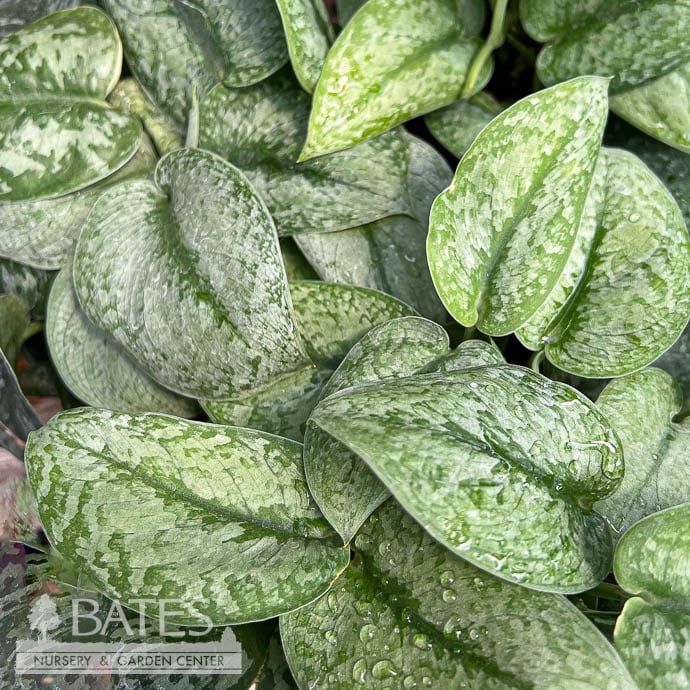 6p! Scindapsus pictus  /Tropical
