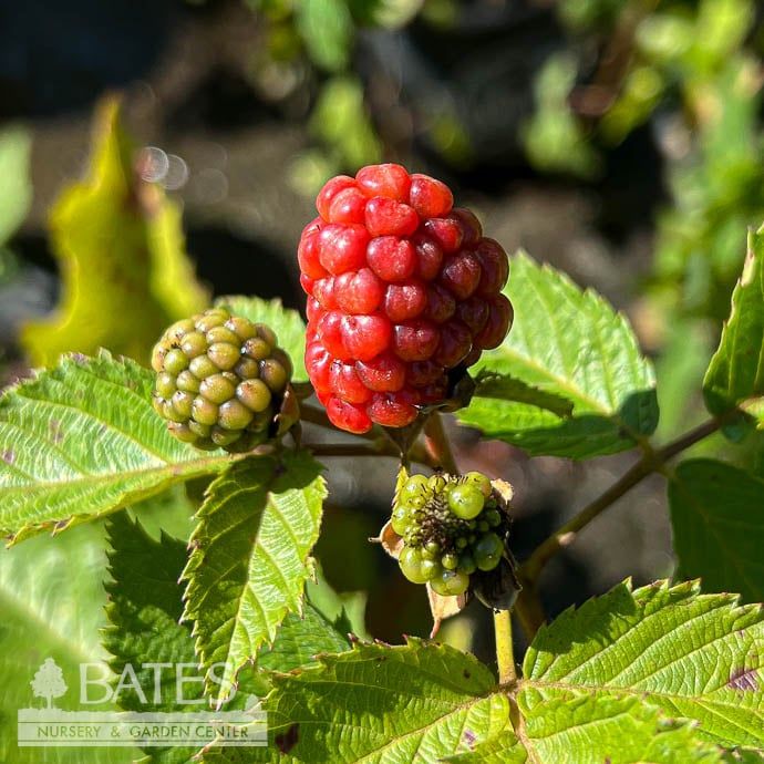Edible #3 Rubus x SL Prime-Ark &#39;FREEDOM&#39;/ Thornless Blackberry
