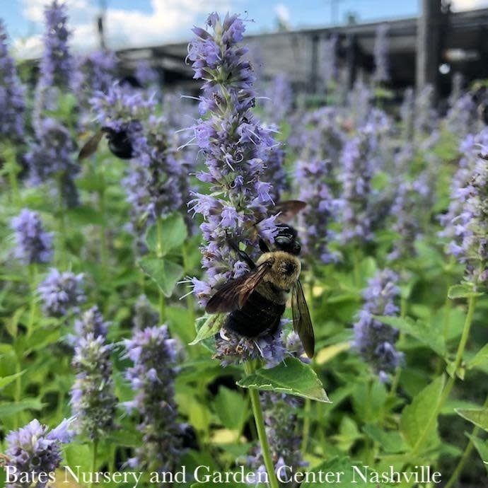QP Agastache x Blue Fortune/ Giant Anise Hyssop