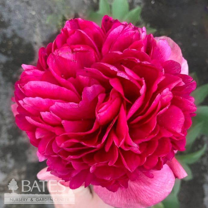 #2 Paeonia x Many Happy Returns/ Double Red Peony