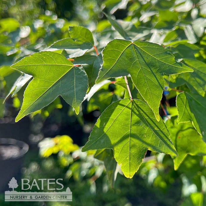 #30 Acer buergeranum/ Trident Maple
