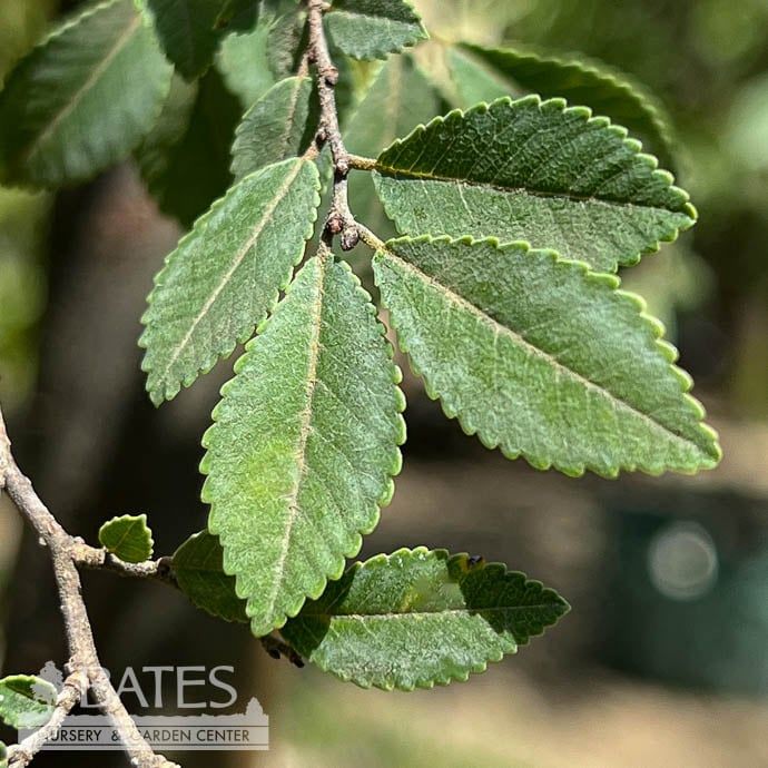 2&quot; caliper Ulmus parv Everclear/ Elm Lacebark