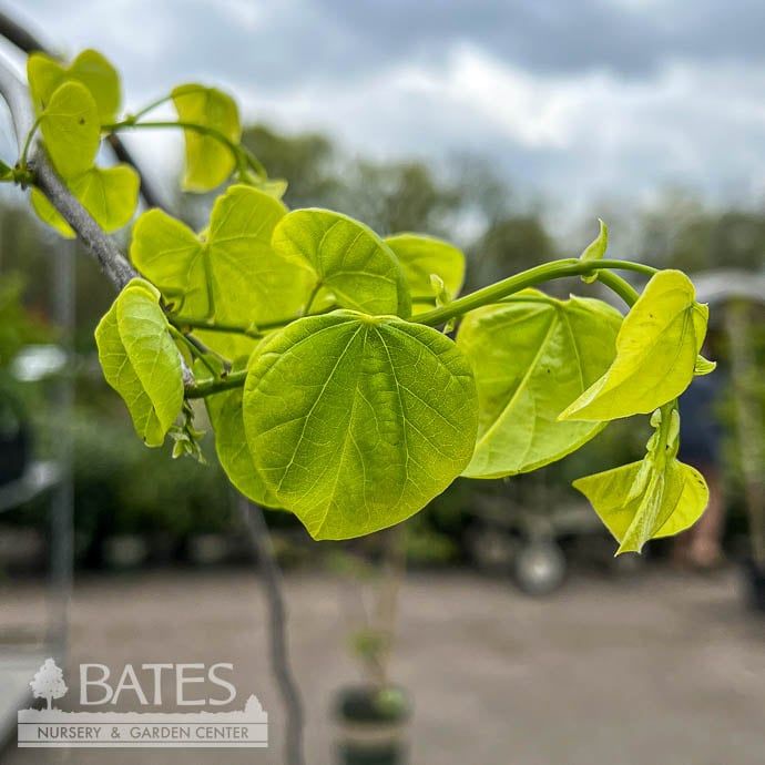 #5 Cercis can Vanilla Twist/ White Weeping Redbud Native (TN)