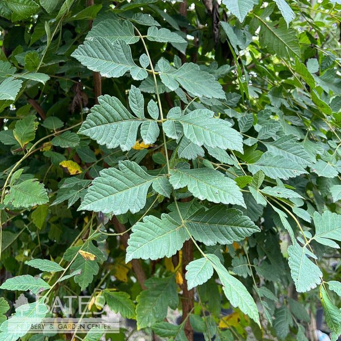 #10 Koelreuteria paniculata/ Golden Raintree