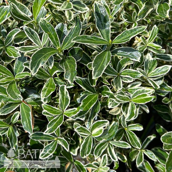 #1 Euonymus japonicus Silver Princess/ Variegated Boxleaf