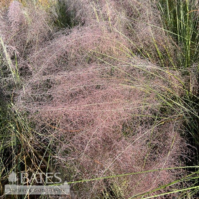 #2 Grass Muhlenbergia cap Regal Mist/ Pink Muhly Native (TN)