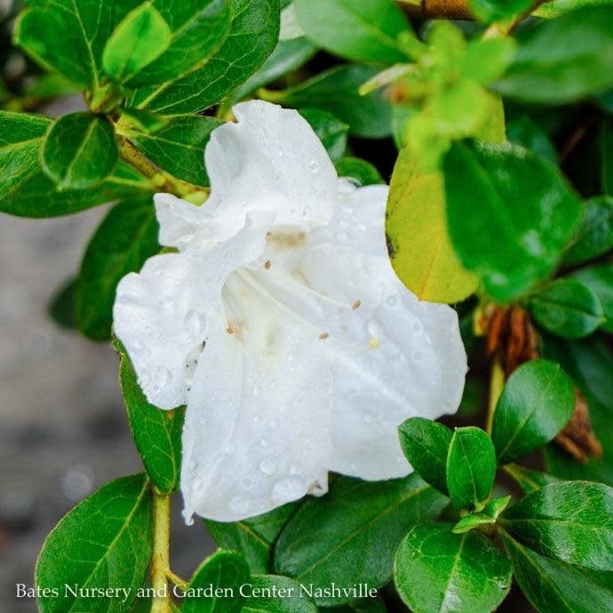 #3 Azalea x Encore Autumn Angel/ Repeat Dwarf White