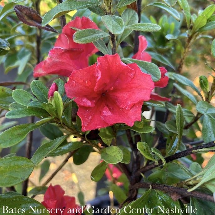 #3 Azalea x Encore Autumn Sunset/ Repeat Orange-Red Dwarf