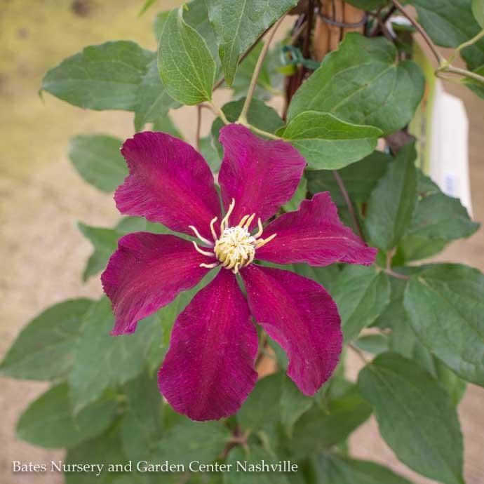 #1 Clematis x Niobe/ Red