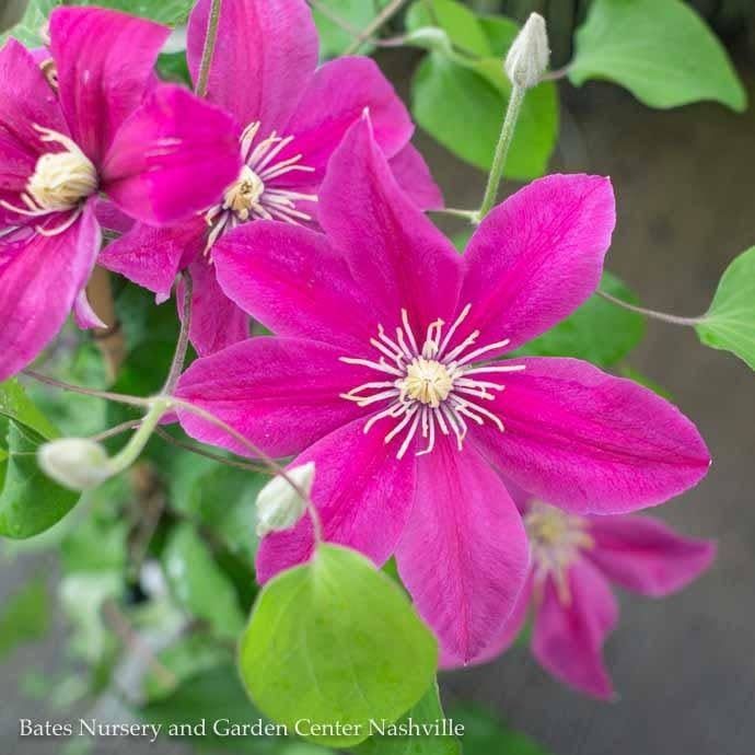 #2 Clematis viticella Boulevard &#39;Acropolis&#39;/ Compact Pink