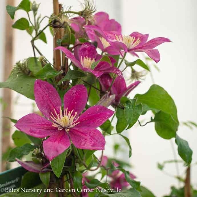 #2 Clematis viticella Boulevard &#39;Acropolis&#39;/ Compact Pink