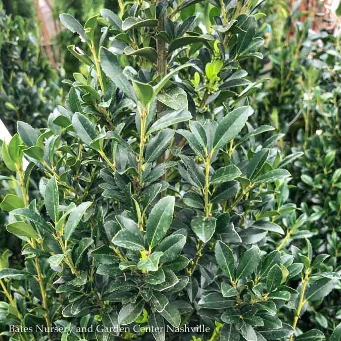 Topiary Spiral #10 Ilex x Emerald Colonnade/ Holly (male)