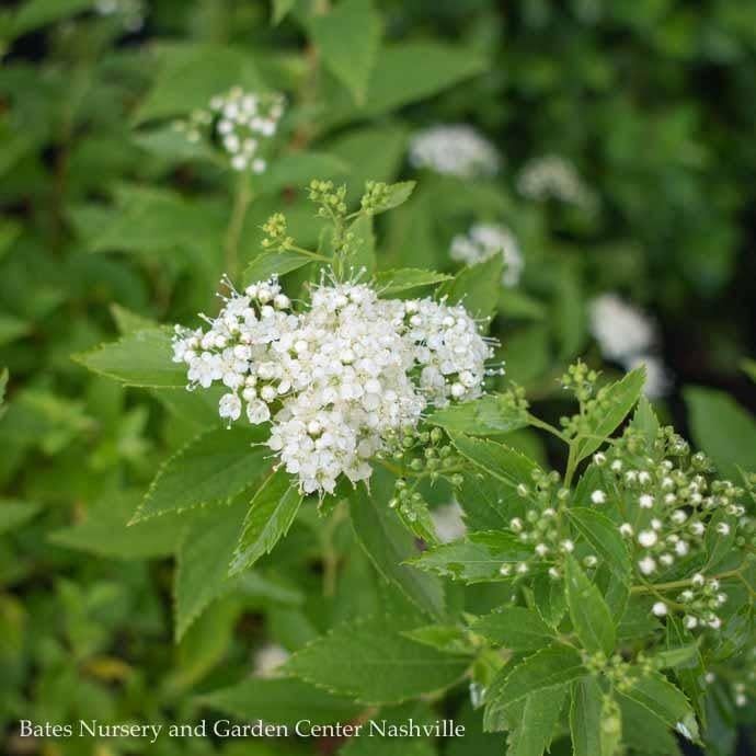 #2 Spiraea japonica Yeti/ White Flowers
