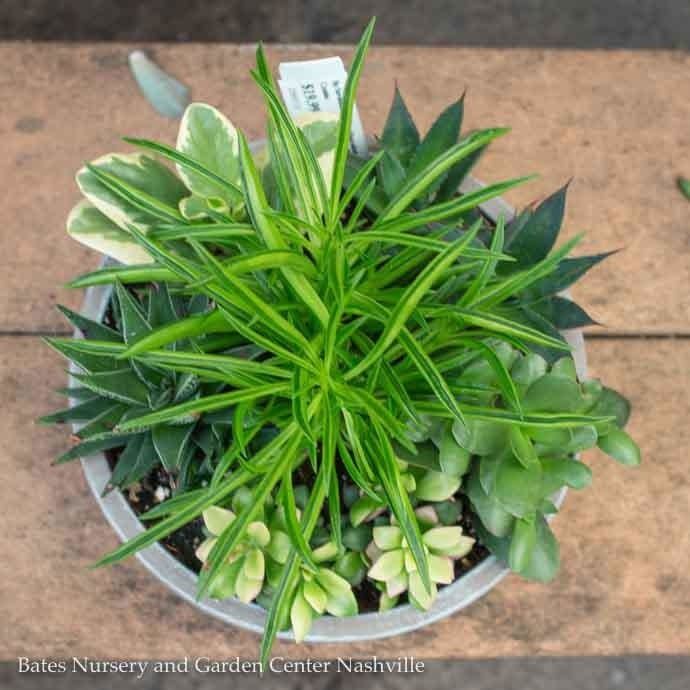 Tropical 8P Savannah Planter w/ Succulent Combo