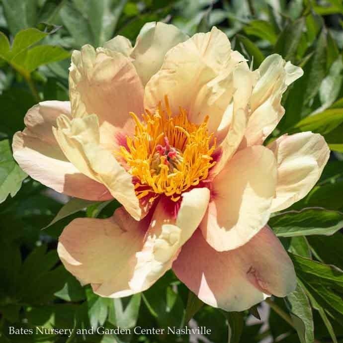 #5 Paeonia Misaka/ Semi-Dbl Peach to Yellow Itoh Peony