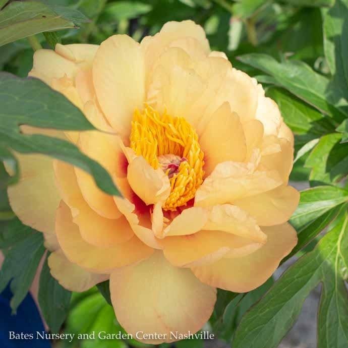 #5 Paeonia Misaka/ Semi-Dbl Peach to Yellow Itoh Peony